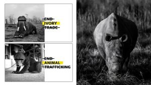 Branding Agency Hong Kong_EndWildlifeCrime_NGO Branding_CheddarMedia_5_1760