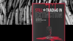 Branding Agency Hong Kong_ADMCF_StillTradingInExtinction_Cheddar Media_560x315